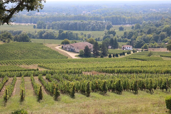 Bordeaux : Full Day Wine Tastings & Gourmet Lunch - Comfort and group size: where the value really shows