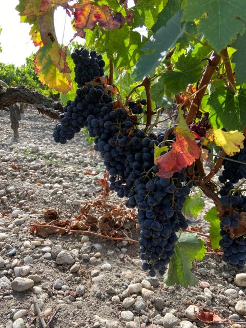 Bordeaux: Saint Emilion Village with Chateaus & Wine Tasting - From Bordeaux To Saint-Émilion: A short ride with real countryside scenery