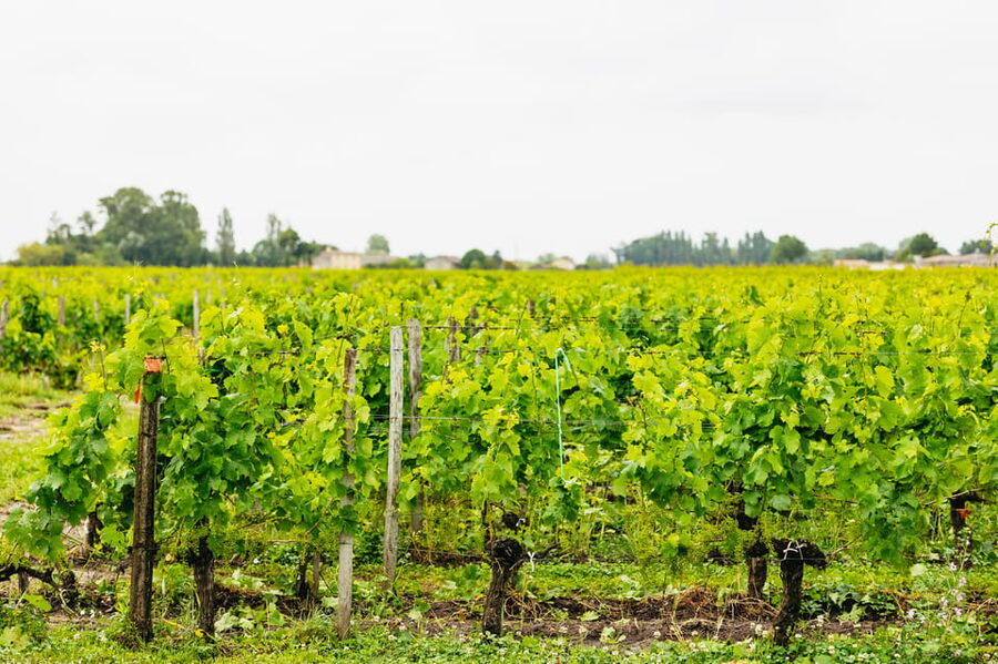 Bordeaux: St. Emilion Day Trip with Wine Tasting and Lunch - Who should book this St-Émilion day trip