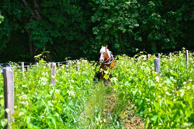 "Explore Saint-Émilion on e-Bikes: Small Group, half-Day Tour" - Château Coutet: where the included tasting actually happens