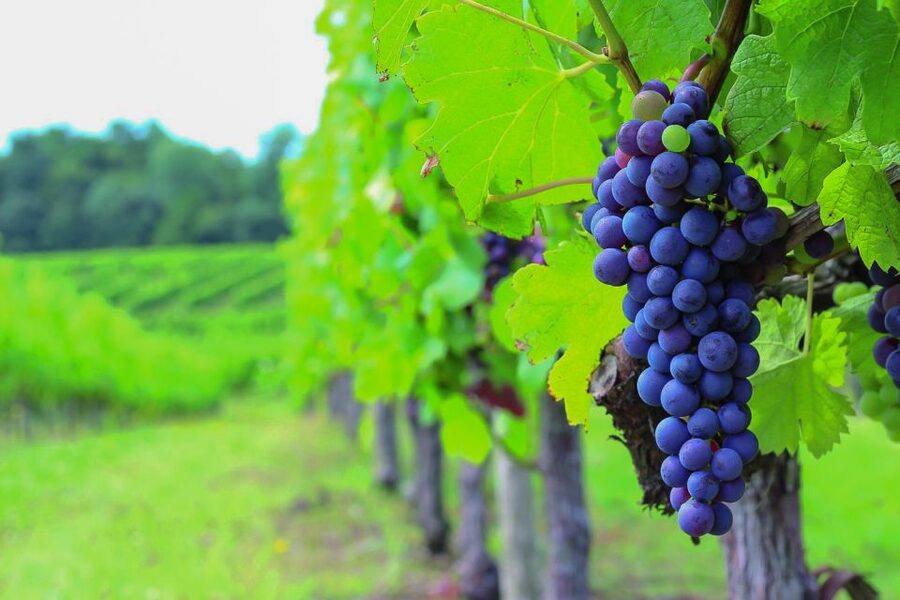 From Bordeaux: Full-Day Medoc Wine Tour - Stop 1: your first estate visit and tasting (and why the order helps)