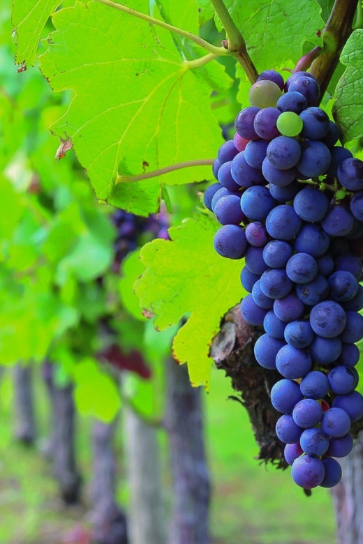 From Bordeaux: Full-Day Medoc Wine Tour - Start in Bordeaux, then point the van toward the vineyards
