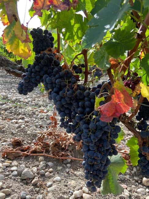Full Day Wine tour in saint emilion & Margaux - From Bordeaux pickup to two wine regions in one day