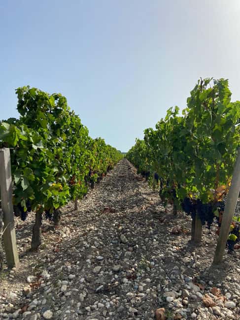 Full Day Wine tour in saint emilion & Margaux - Who should book this tour