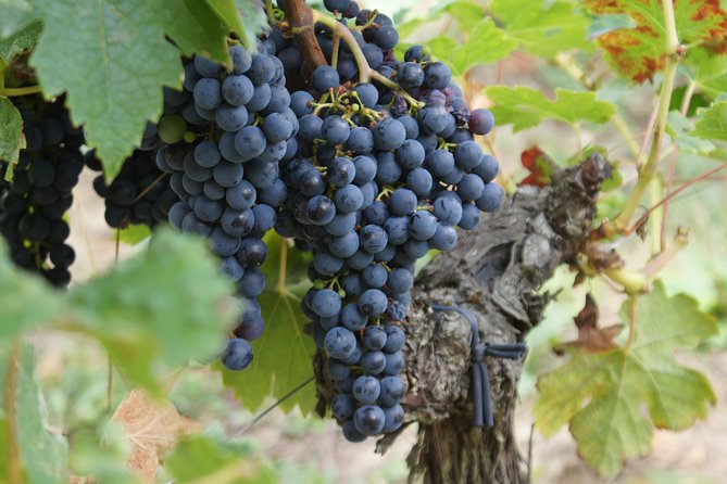 Full-day wine tour in Saint-Emilion (Premium Sedan) - Saint-Émilion’s medieval streets plus real wine education