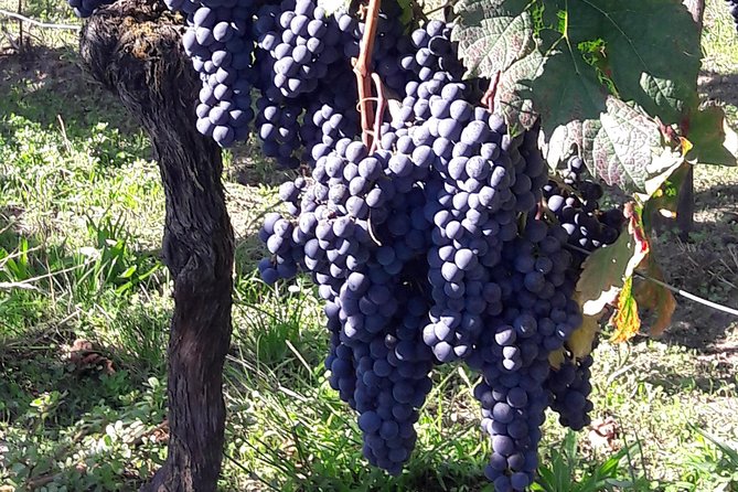 Half-day tour to Saint Emilion, a UNESCO site, with a private guide - Two estates, two ways of making wine: what the tastings teach