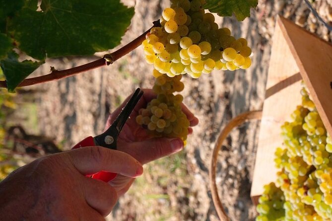 Margaux Wine Tour experience - Key things to know before you go