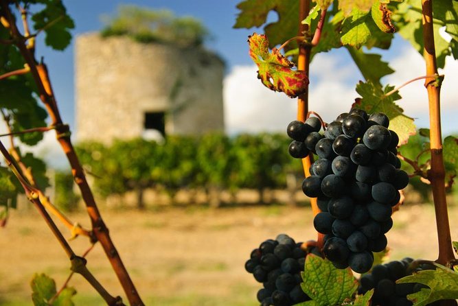 Médoc Region Half-Day Wine Tour with Winery Visit & Tastings from Bordeaux - Quick take on this Médoc half-day tour