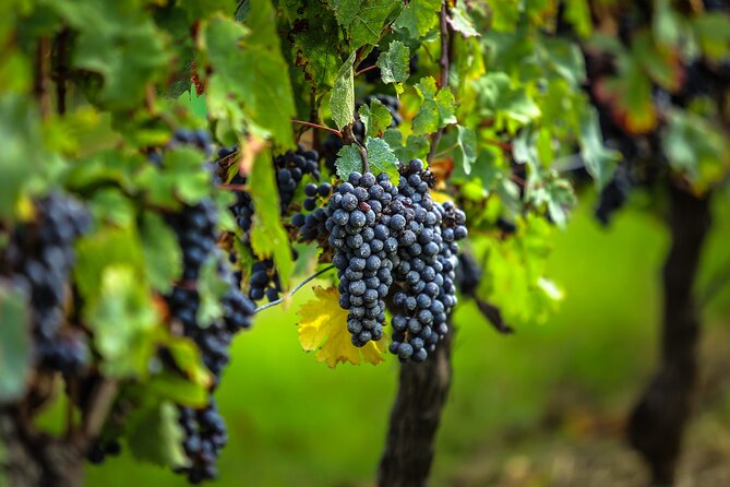 Médoc Region Half-Day Wine Tour with Winery Visit & Tastings from Bordeaux - Stop 1: A classified château and how the winemaking story lands