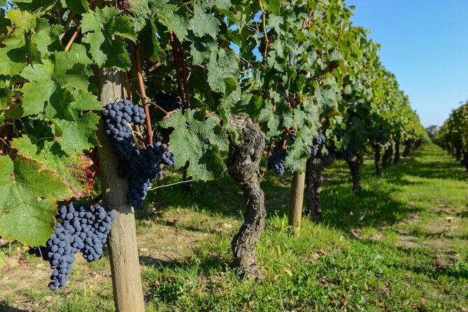 Medoc Region Wine Day Trip with Vineyard Visits & Tastings from Bordeaux - Pauillac free time: photos, lunch decisions, and optional extra tastings