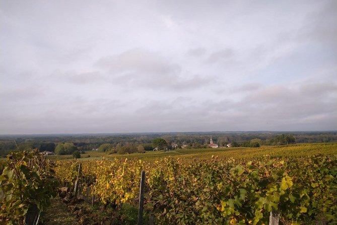 Private tour in the Sauternes wine region - discover Bordeaux sweet Crus Classés - What You Learn About Sweet Wine (Beyond the Glass)