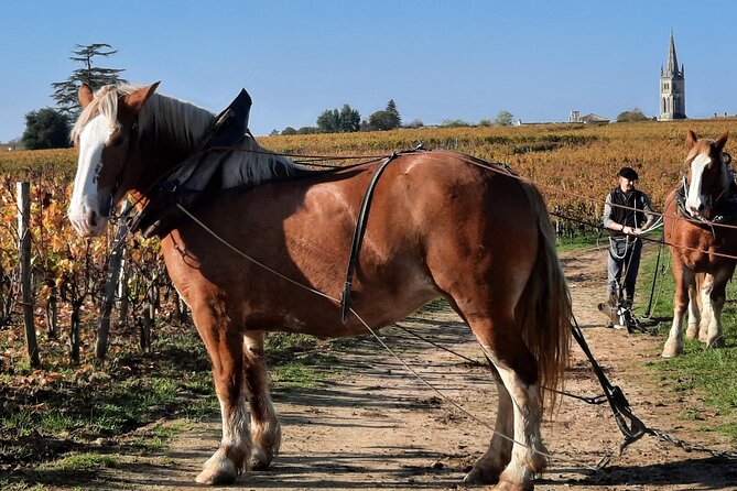 Private Wine Lovers - Super St Emilion - behind the scenes visits top chateaux and medieval town - Your guide and the value of being private