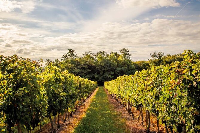 Saint-Emilion Private Half Day Wine Tour from Bordeaux - What to Eat Before You Go: The No-Snacks Reality