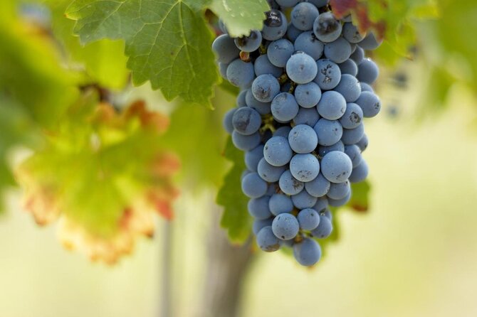 Saint-Emilion Small-Group Electric Bike Wine Tour Tastings & Lunch from Bordeaux - Rain plans: when the guide switches to the van