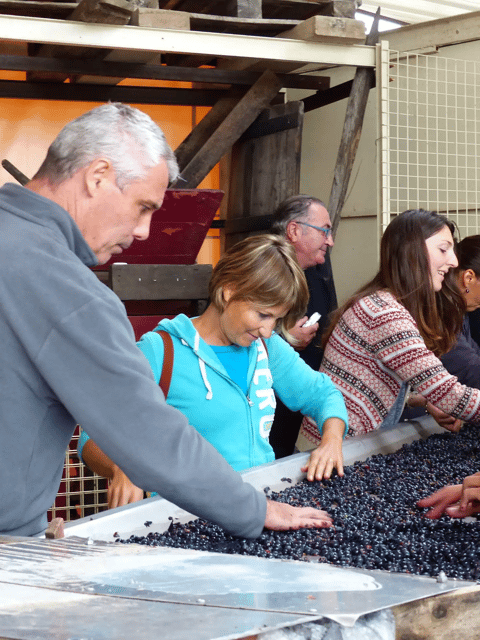 Saint-Emilion : Tasting of 4 wines in a family vineyard - Quick Tips to Get More From Your 4-Wine Tasting