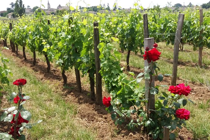 Saint Emilion Wine Tour Tasting Half Day from Bordeaux - The tasting strategy: learning to spot fruit flavors