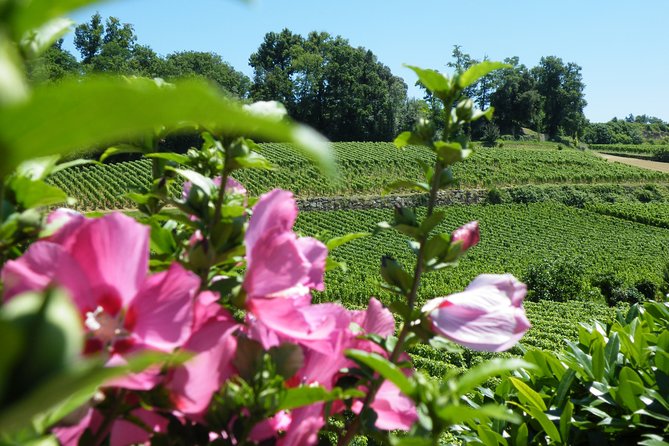 Saint Emilion Wine Tour Tasting Half Day from Bordeaux - Guides, communication, and the timing that keeps everything smooth