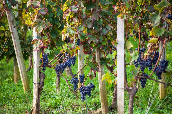 Saint-Émilion Wine Tour: Winery and Village - What’s included (and what you should bring) for a smooth day